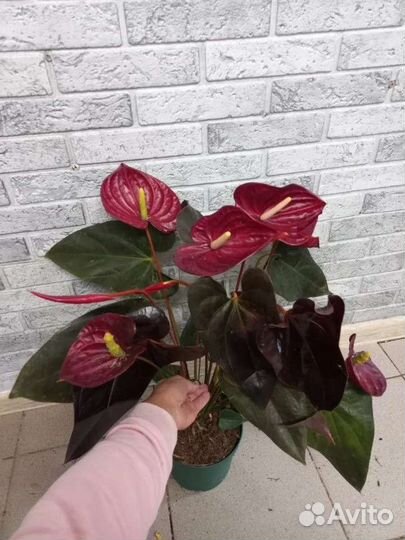 Anthurium Sempre (деленка без цветов)