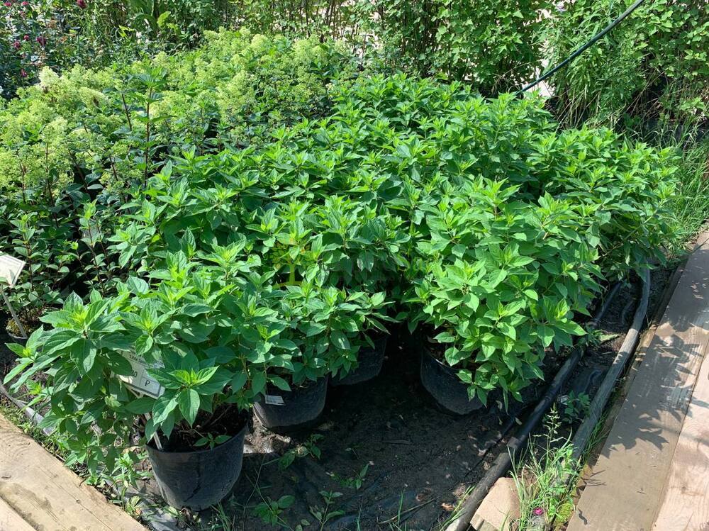 Hydrangea paniculata ...