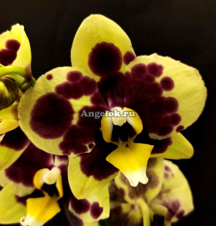 Орхидея Phal. Yellow Chocolate 1,7 - купить, доставка Украина