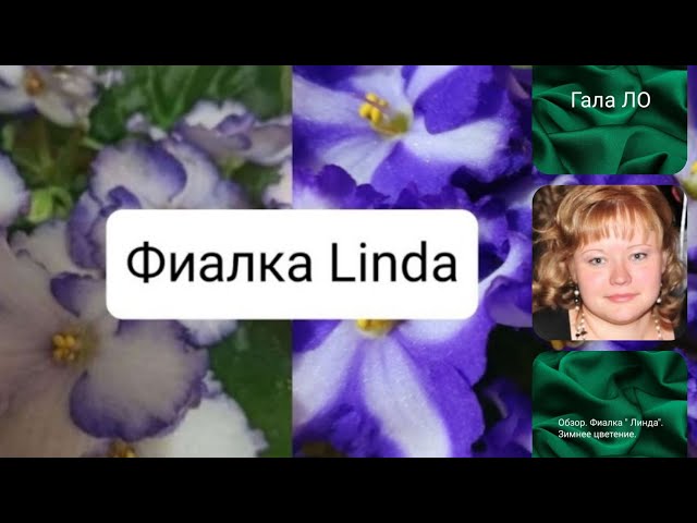 сенполия#фиалка#Мария -(Дадоян - YouTube