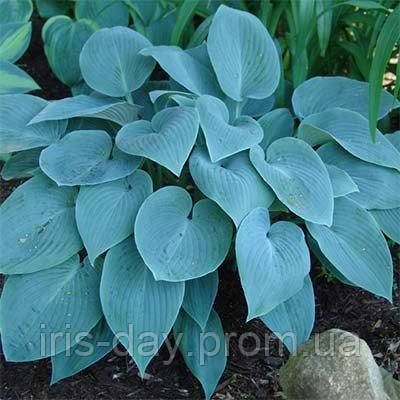 Хоста Хальцион (Hosta Halcyon) купить в blumgarden.ru