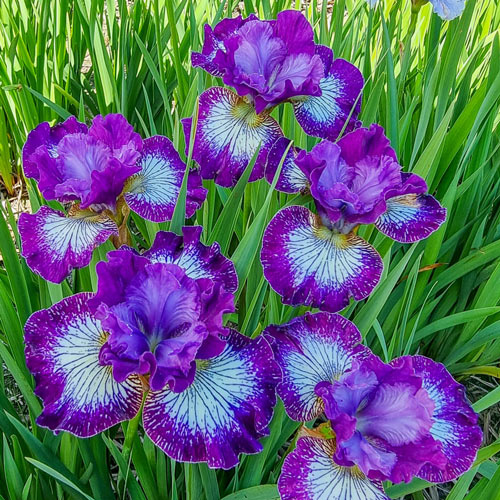 Iris 'Bicolor' - Whistle Hill Nursery