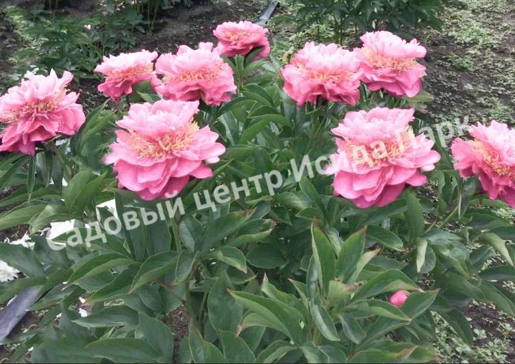 Paeonia Blush Queen Пион Блаш Квин