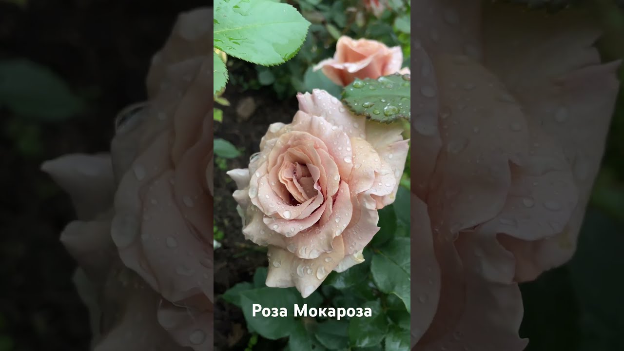 РОР / САЖЕНЦЫ ПИТОМНИКА / РОЗЫ / Розы флорибунда / MOKAROSA ...