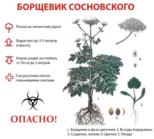 Дикие растения. Руководство для ведьмы. Обычные травы для ...