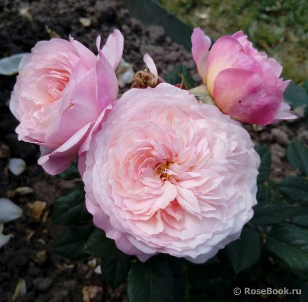 Rosa 'Constance Spry' | BBC Gardeners ...