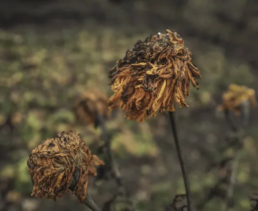 Польза и вред календулы - Agro-Market