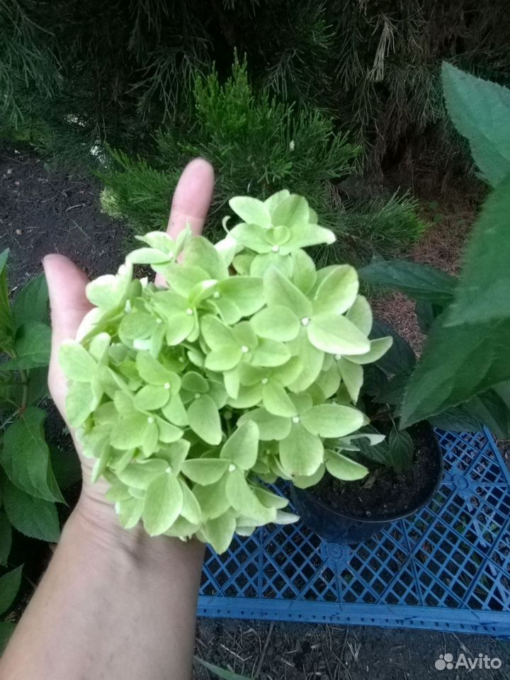 Hydrangea pan.Metallica-Гортензия метельчатая Металлика ...