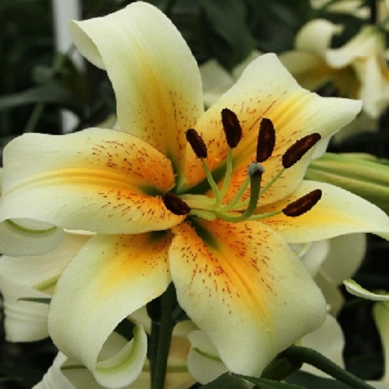 Lilium 'Mister Cas'