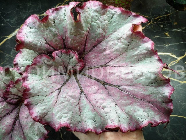 1.25 Qt. White Begonia Plant 90693 ...