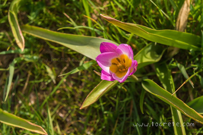 Тюльпан ботанический SAXATILIS, 15 шт. , купить саженцы в ...