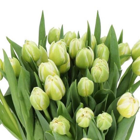 Tulipa Flaming Evita - Bulb - Double ...