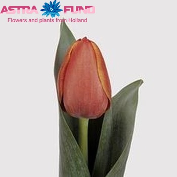 58 Ad Rem Tulip Images, Stock Photos ...