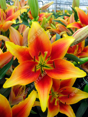 Lilium Avalon Sunset - Oriental hybrid Asian Lily with sunset ...