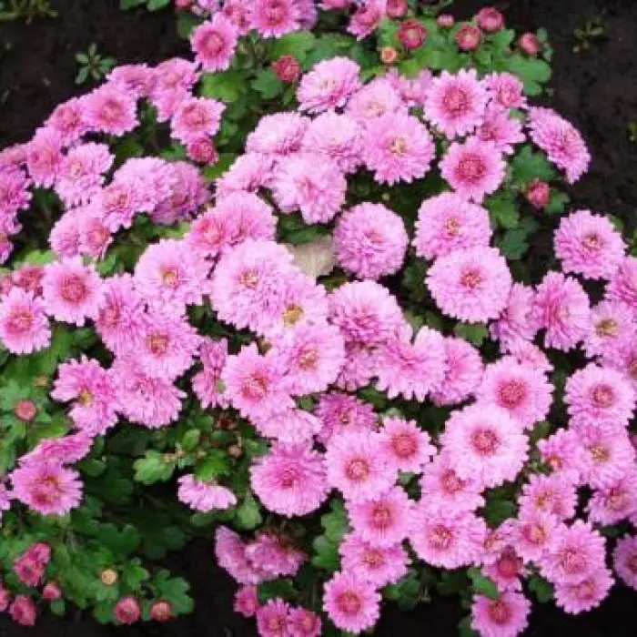 Хризантема корейская розовая (Chrysanthemum koreanum rozovaya ...