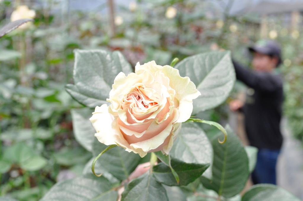 Dutch Pink Rose Pink Mondial 80 cm ...