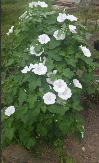 Лаватера: выращивание, посадка и уход - Flowers.ua