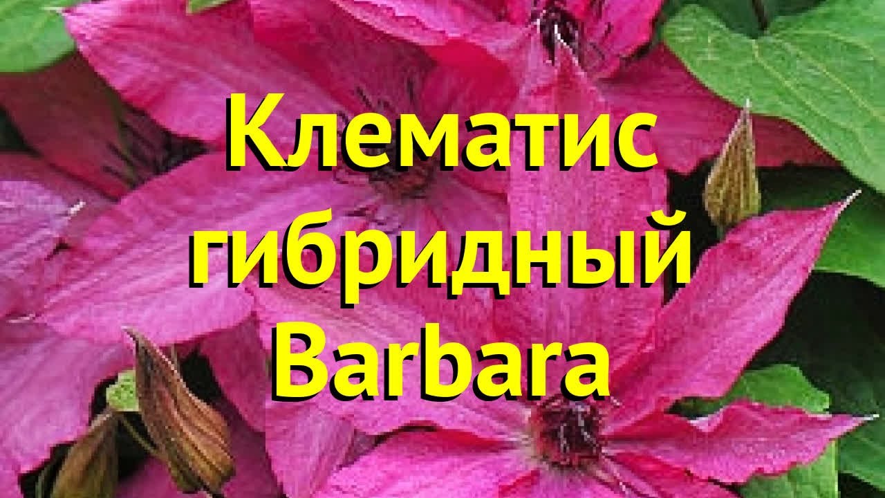 Клематис Барбара / Clematis Barbara /