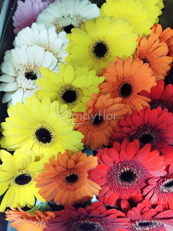 GERBERA MINI JUNA - FMI Farms