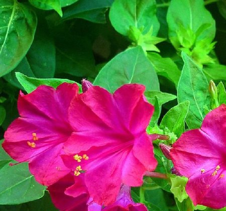 Mirabilis jalapa PURPLE - Мирабилис Ялапа: купить 2 семени с ...