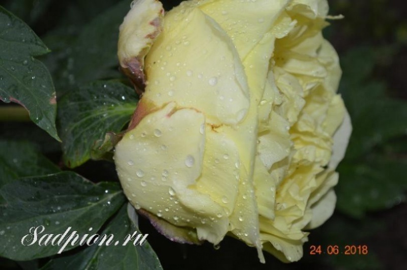 Photo of Paeonia Yellow Crown (Peony)