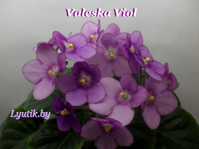 Фиалка Valeska Viol (лист) — купить в Красноярске. Горшечные ...