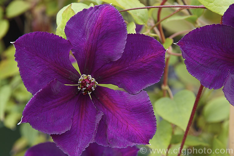 15 Clematis Gipsy Queen Royalty-Free Photos and Stock Images ...