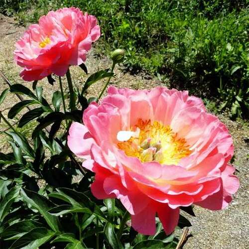 Pink Hawaiian Coral | Hybrid Herbaceous Peony – Cricket Hill ...