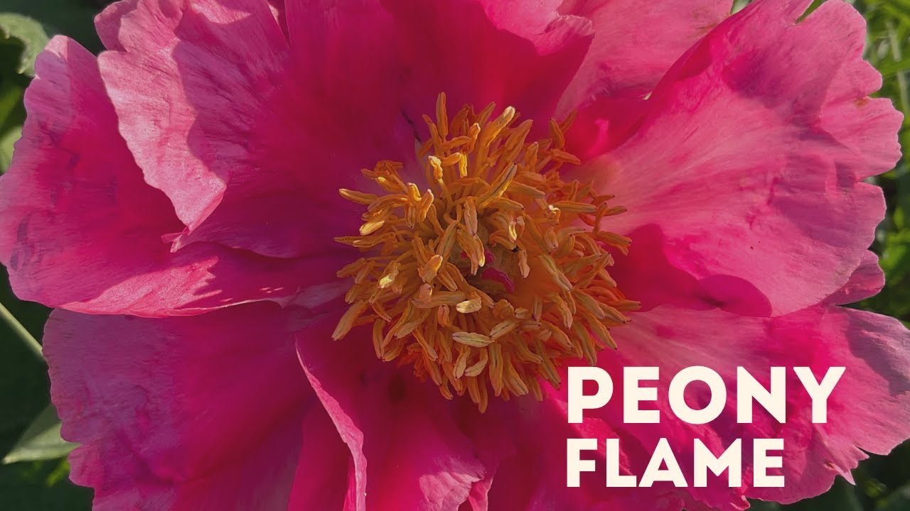 FLAME' Peony (Paeonia chinesis x ...