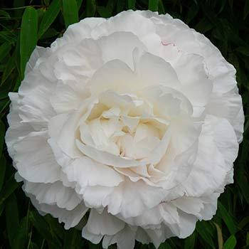 Paeonia lactiflora Mother's Choice ...