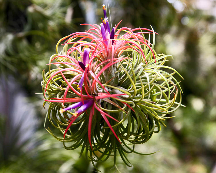 Растение Tillandsia USNEOIDES (Тилландсия): купить c ...