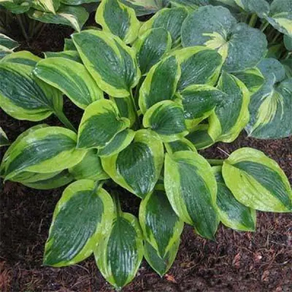 Hosta 'Фрозен Маргарита' — Растения Оптовая FlorAccess