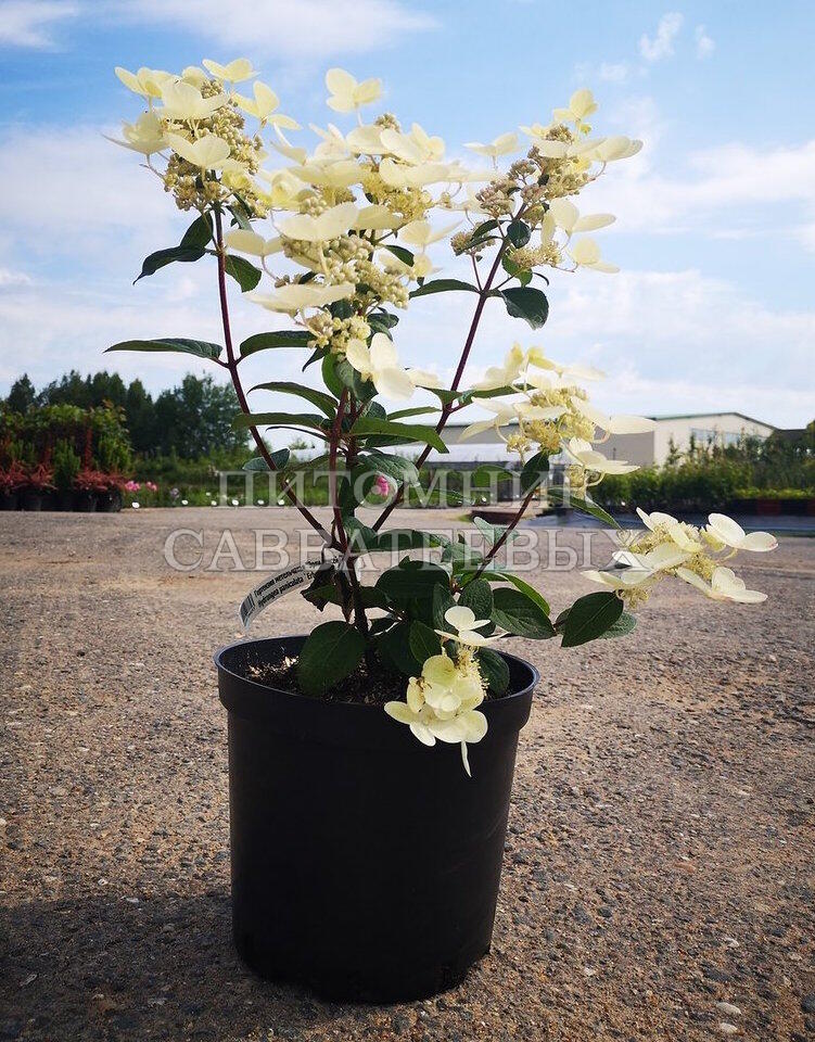 Гортензия метельчатая Эрли Сенсшейн (Hydrangea paniculata ...