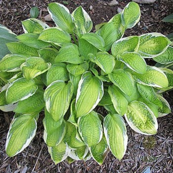 Zielono Zakręceni: Funkia (Hosta) Tortilla Chip (1/1)