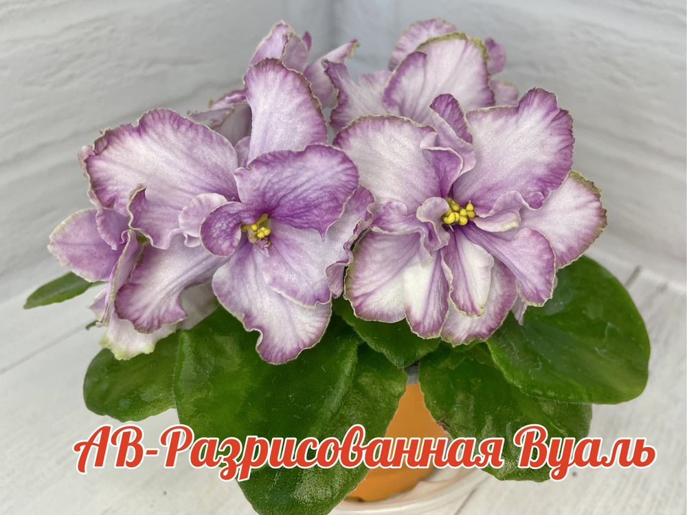 Фиалка рогатая Модница 0,1г. Поиск