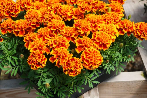 Tagetes erecta ...