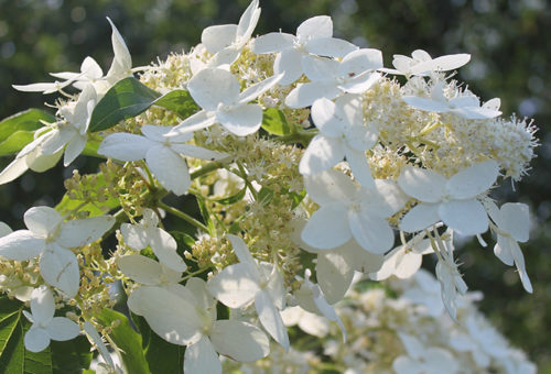 Гортензия метельчатая Юник. (Hydrangea paniculata Unique) С10 ...