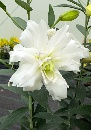 Лилия Лотус Бьюти Lilium Lotus Beauty