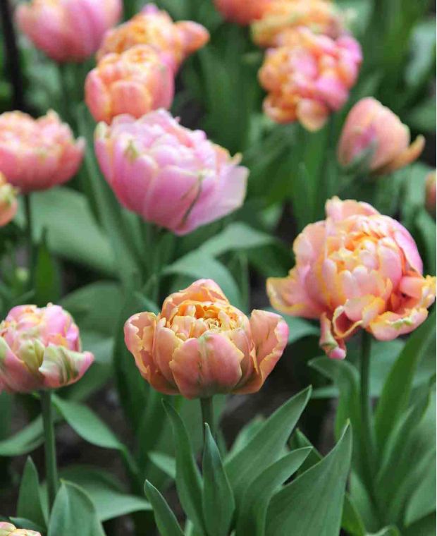 Tulipa Pink Star Bont Blad | Visions Pictures