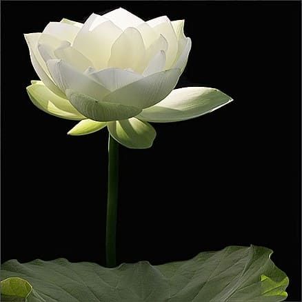 Nelumbo NUCIFERA WHITE (Лотос): купить ...