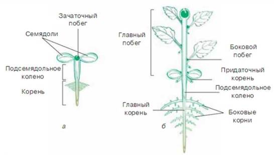 Семя, его строение и значение • 6 класс • Биология • Образавр