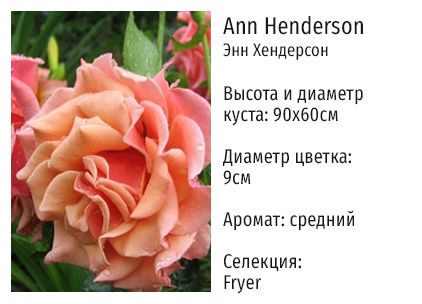 Саженцы розы Энн Хендерсон (Ann Henderson) заказать почтой ...