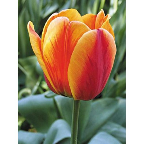 tulipa apeldoorn elite ...