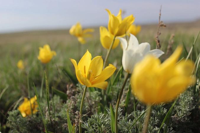 Тюльпан Шренка Tulipa suaveolens Roth, 1794 - Растения ...