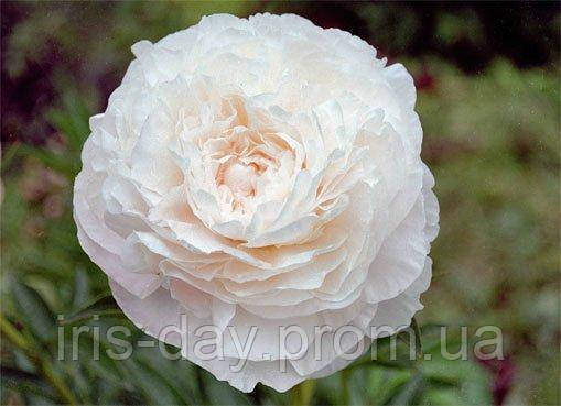 Paeonia Mother's Choice Пион Мазерс Чойс