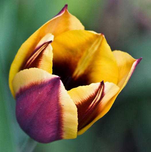 Tulipa Gavota | Tulips | bloembollen