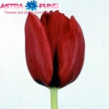 Тюльпан Rose - пакет из 5 штук - Tulipa Rose – Garden Seeds ...