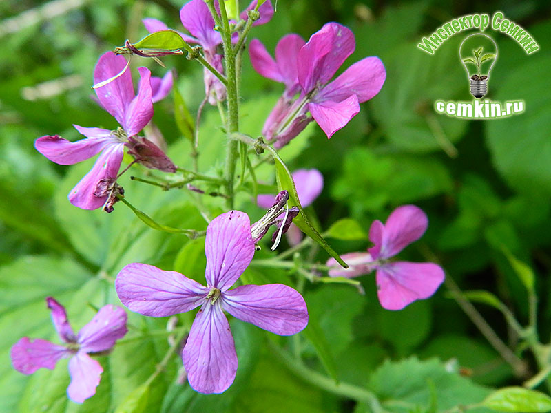 Лунария Серебряный рубль(Lunaria biennis )семена фирма: НК ...