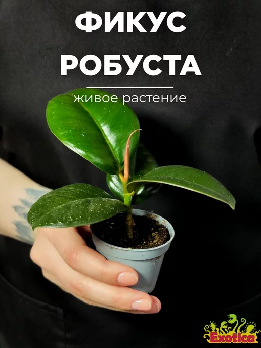 Фикус Робуста (Robusta) - Senseplants