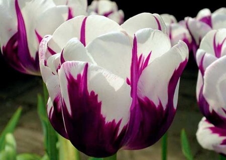 Тюльпан Дарвиновы гибриды микс (Tulipa Darwin Hybrid Mix ...